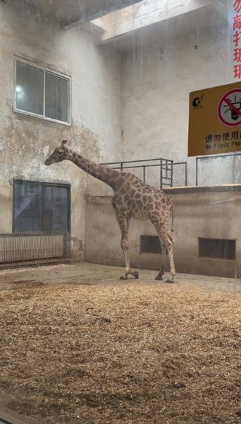 Giraffe in a concrete room