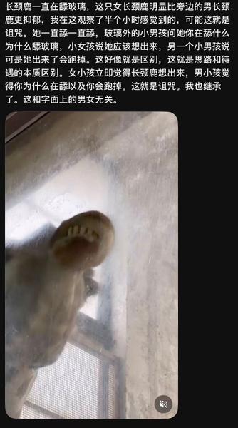 Giraffe licking the glass